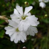 klp1207b witte bloem